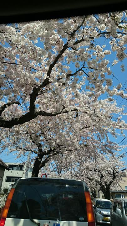 sakura