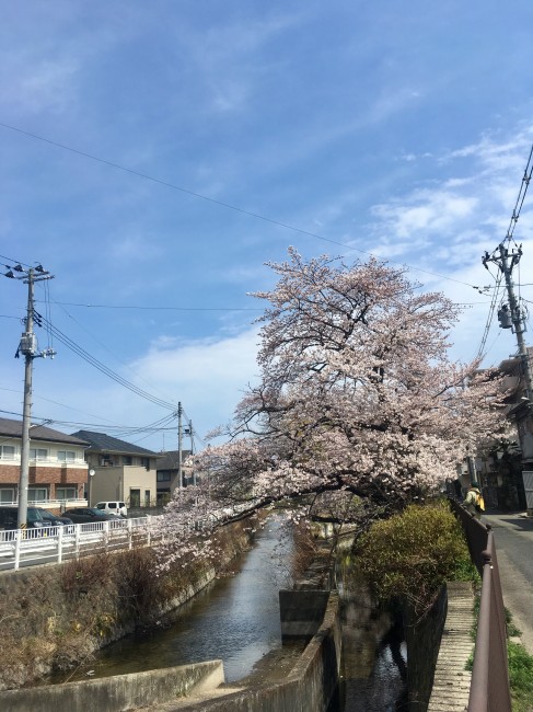 宮城野