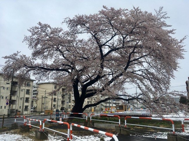 宮城野